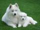 American Eskimo  dog