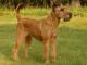 Irish Terrier dog