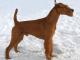 Irish Terrier dog