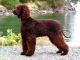 Irish Water Spaniel dog