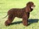 Irish Water Spaniel dog