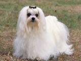 Maltese Dog list M