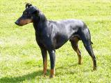 Manchester Terrier Dog list M