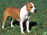 American Staffordshire Terrier Dog - dzaglis jishebi