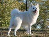 Miniature American Eskimo  Dog - dzaglis jishebi