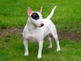 Miniature Bull Terrier Dog - dzaglis jishebi