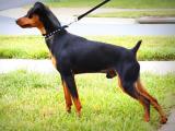 Miniature Pinscher Dog - dzaglis jishebi