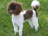 Miniature Poodle Dog list M