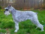 Miniature Schnauzer Dog list M