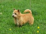 Norwich Terrier Dog - dzaglis jishebi
