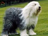 Old English Sheepdog Dog - dzaglis jishebi