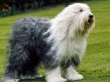 Old English Sheepdog Dog list O