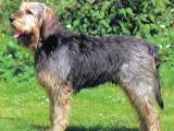 Otterhound Dog list O