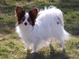 Papillon Dog - dzaglis jishebi