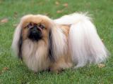 Pekingese Dog list P