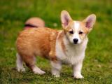 Pembroke Welsh Corgi Dog list P