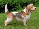 Petit Basset Griffon Vendeen Dog list P