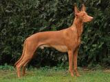 Pharaoh Hound Dog list P