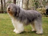 Polish Lowland Sheepdog Dog - dzaglis jishebi