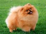 Pomeranian Dog - dzaglis jishebi