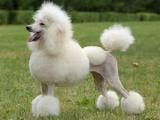 Poodle Dog - dzaglis jishebi