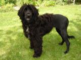 Portuguese Water Dog - dzaglis jishebi