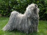 Puli Dog list P