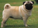 Pug Dog - dzaglis jishebi