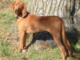 Redbone Coonhound Dog - dzaglis jishebi