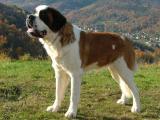 Saint Bernard Dog list S