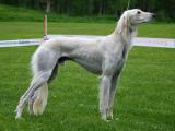 Saluki Dog - dzaglis jishebi