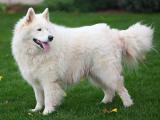 Samoyed Dog list S