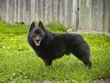 Schipperke Dog list S