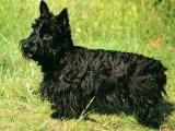 Scottish Terrier Dog - dzaglis jishebi