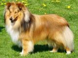 Shetland Sheepdog Dog - dzaglis jishebi