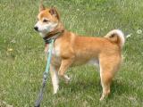 Shiba Inu Dog - dzaglis jishebi