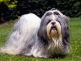 Shih Tzu Dog list S