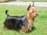 Silky Terrier Dog list S