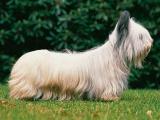 Skye Terrier Dog - dzaglis jishebi