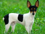 Smooth Fox Terrier Dog list S