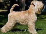 Soft Coated Wheaten Terrier Dog - dzaglis jishebi