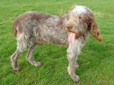 Spinone Italiano Dog - dzaglis jishebi