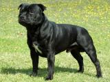 Staffordshire Bull Terrier Dog - dzaglis jishebi