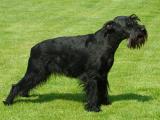 Standard Schnauzer Dog list S