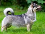 Swedish Vallhund Dog - dzaglis jishebi