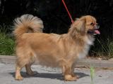 Tibetan Spaniel Dog - dzaglis jishebi