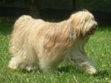 Tibetan Terrier Dog - dzaglis jishebi