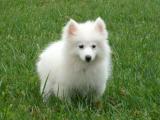 Toy American Eskimo  Dog - dzaglis jishebi