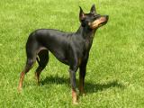 Toy Manchester Terrier Dog - dzaglis jishebi