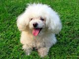 Toy Poodle Dog - dzaglis jishebi